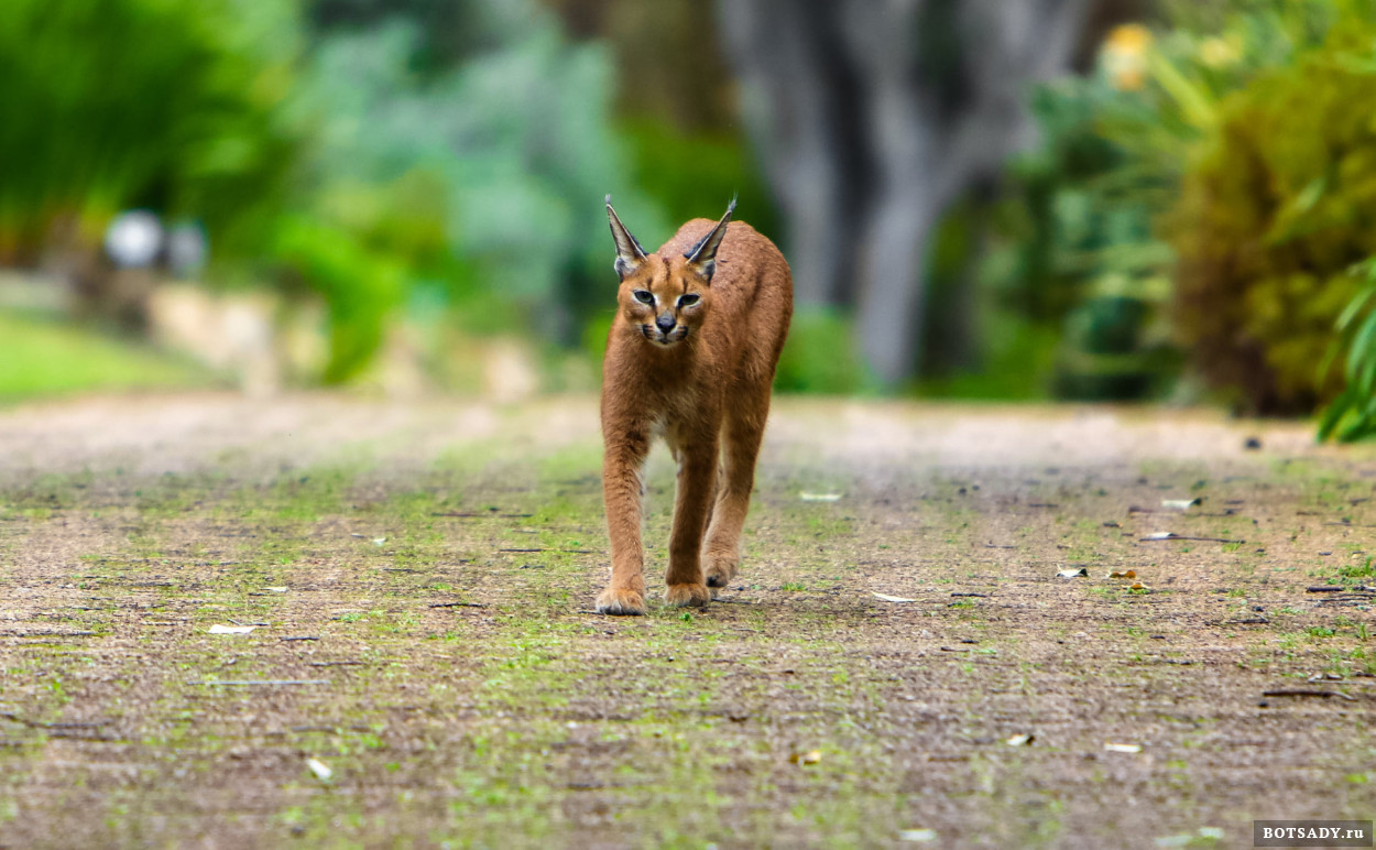 Фото: Jacque Smit